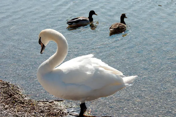 İki ördek ve bir kuğu