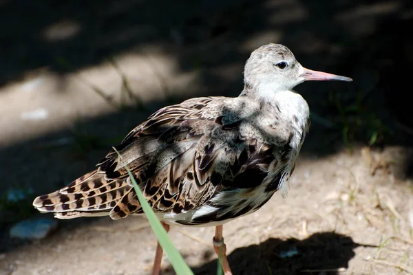 Yaz aylarında tek kuş