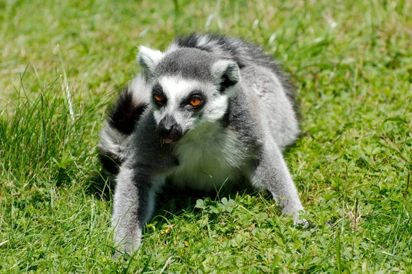Tek ring-tailed Maki