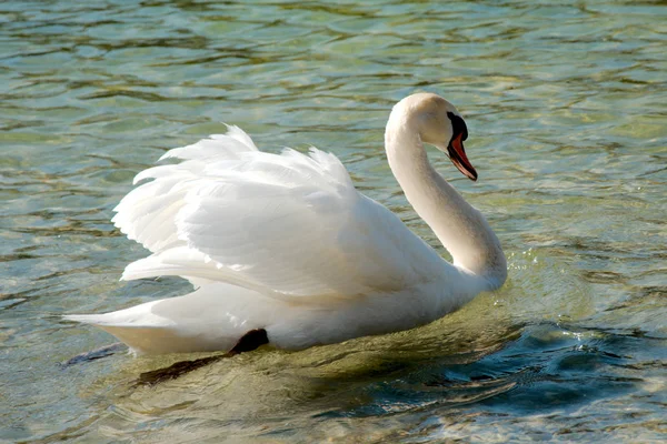 Enkele zwaan zwemmen in een meer — Stockfoto