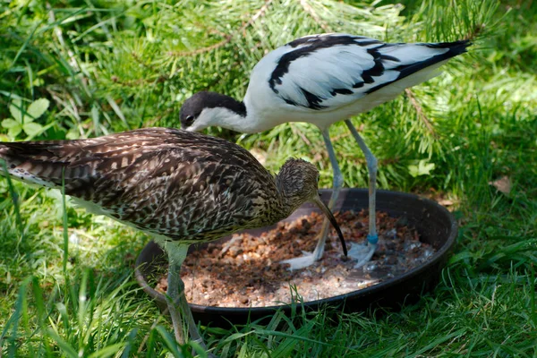 İki kuş yaz aylarında yemek