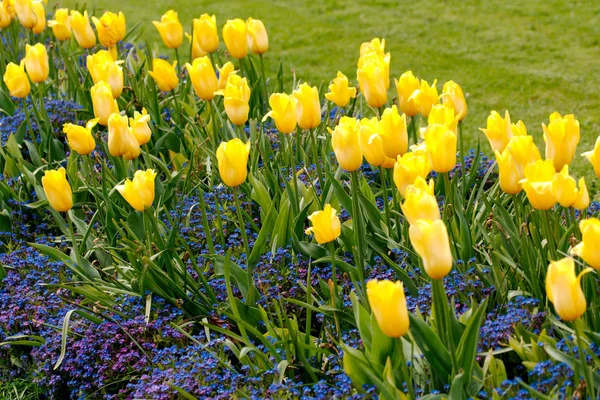 Bahar bir parkta laleler