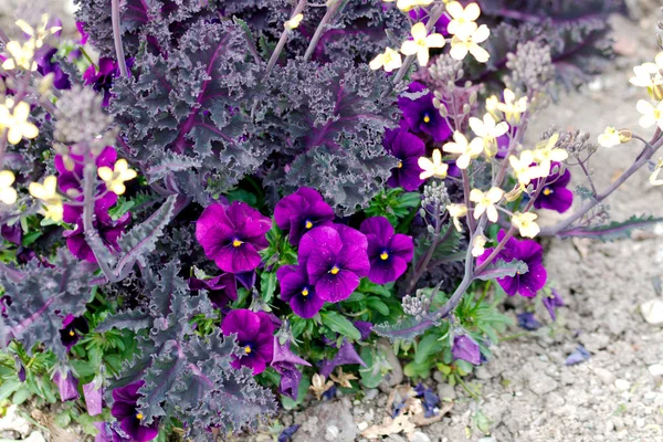 Bir parkta hercai menekşe