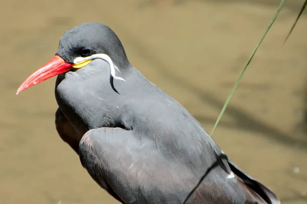 Yaz aylarında tek kuş