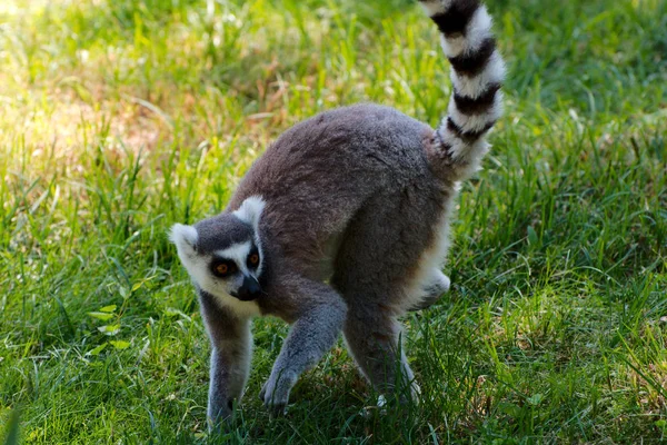Tek ring-tailed Maki