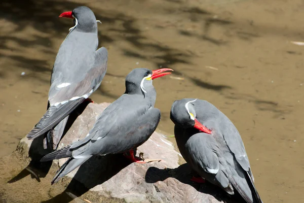Yaz aylarında üç kuş