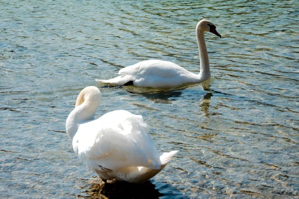 bir göl kenarında iki Kuğu
