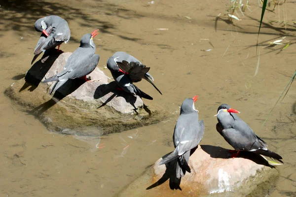 Yaz aylarında beş kuş