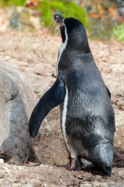Tek humboldt pengueni