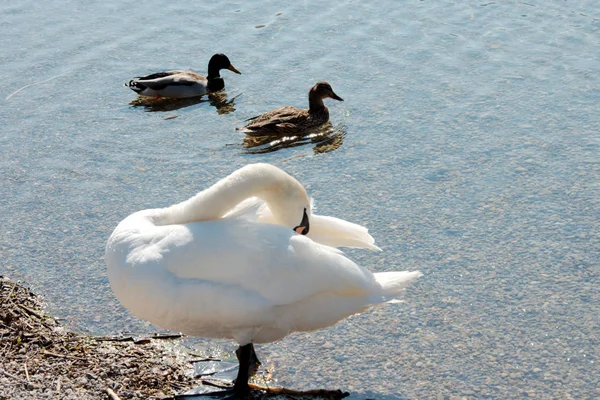 İki ördek ve bir kuğu