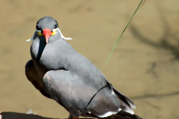 Yaz aylarında tek kuş