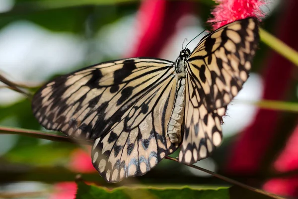 Tek kahverengi kelebek