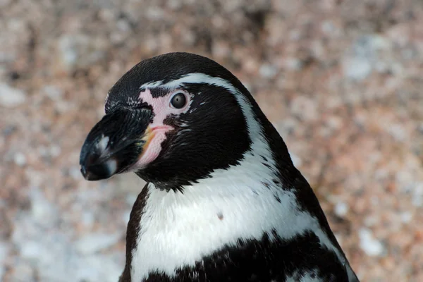 Tek humboldt pengueni