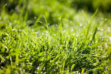 çiğ parlak bahar çimen 