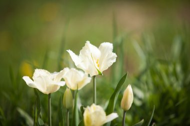 Bahçe yeşil zemin üzerine Beyaz Lale