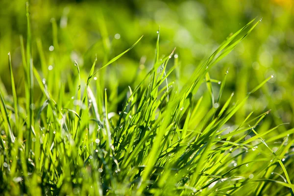 Bright spring grass in the morning dew — Stock Photo, Image