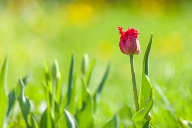 Bahçe yeşil zemin üzerine kırmızı laleler