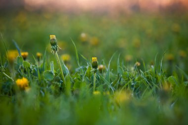 Yeşil zemin çayır üzerinde sarı karahindiba
