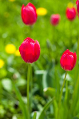 Bahçe yeşil zemin üzerine kırmızı laleler