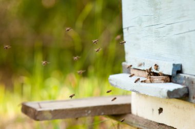 bir sürü kovan Arı sinek