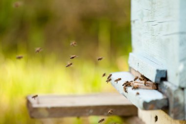 bir sürü kovan Arı sinek