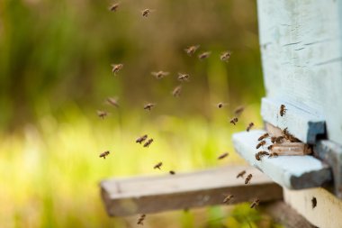 bir sürü kovan Arı sinek