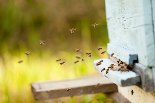 много пчел летят к пчелам
