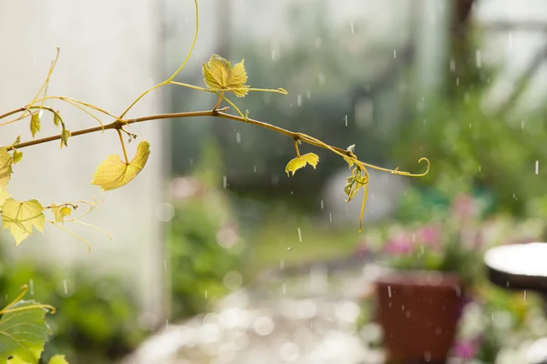 La rama de la vid en la lluvia —  Fotos de Stock