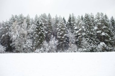Karla kaplı çam ağacı ormanı