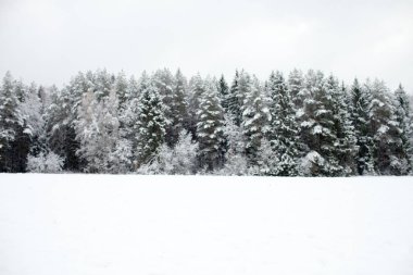 Kış odak çam ormanı arka plan boşluk ile düz karla kaplı
