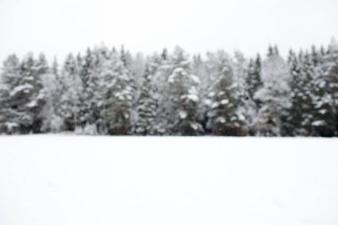 Kış odak çam ormanı arka plan boşluk ile düz karla kaplı