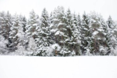 Kış odak çam ormanı arka plan boşluk ile düz karla kaplı