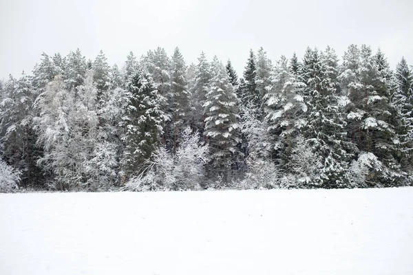 Karla kaplı çam ağacı ormanı