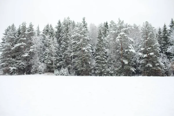 Karla kaplı çam ağacı ormanı