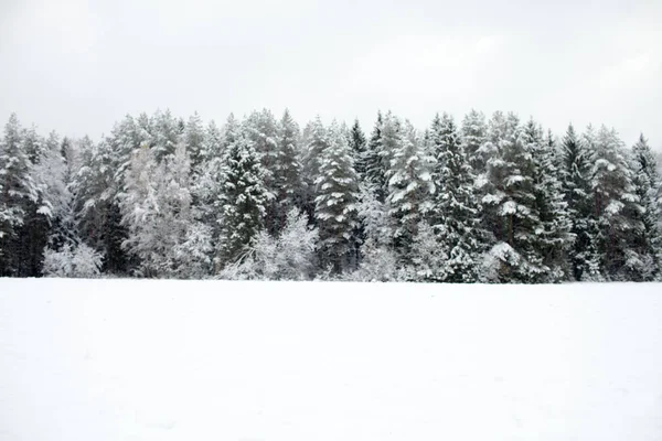 Kış odak çam ormanı arka plan boşluk ile düz karla kaplı