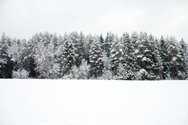 Заснеженная зимняя равнина с расфокусированным фоном соснового леса с копировальным пространством
