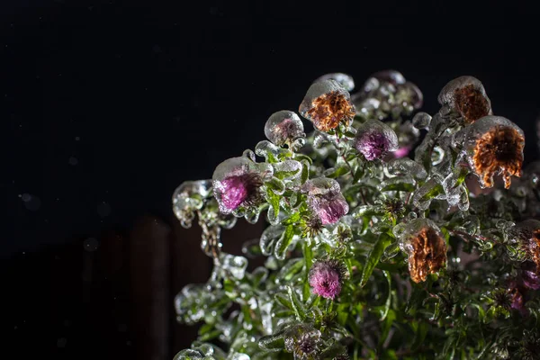 As flores estão cobertas de gelo, neve — Fotografia de Stock