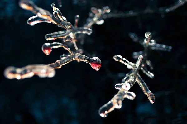 Baies couvertes de glace, neige — Photo