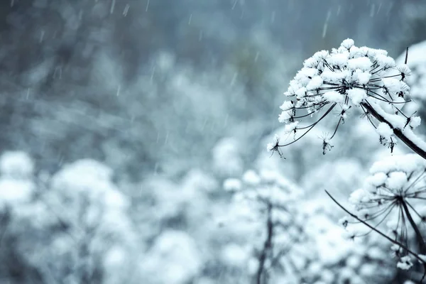 花，覆盖着冰，雪 — 图库照片
