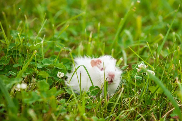 White świnki jedzą trawę — Zdjęcie stockowe