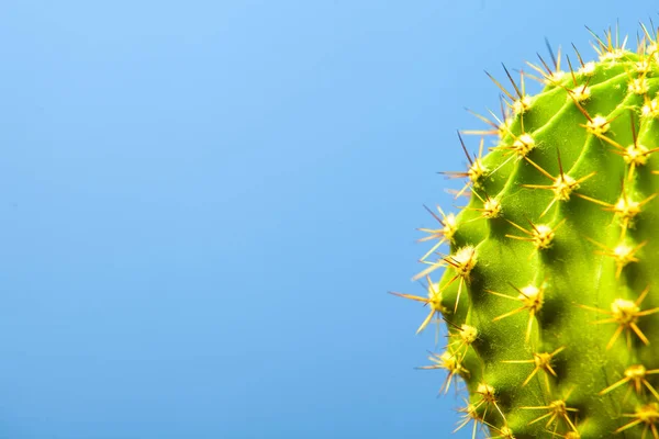 Cactus sobre fondo azul primer plano —  Fotos de Stock