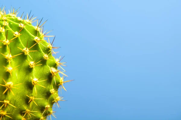 Cactus på blå bakgrund närbild — Stockfoto
