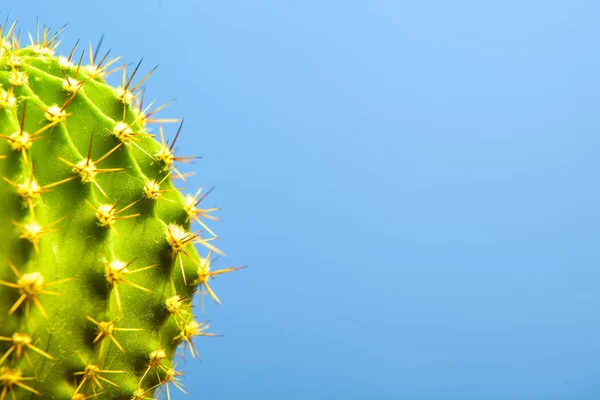 Cactus sobre fondo azul primer plano —  Fotos de Stock