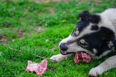 Yeşil çim üzerinde yalan kemik üzerindeki et yemekten memnun ve mutlu köpek