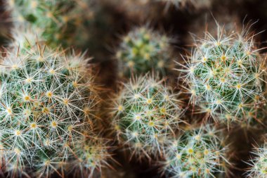 birçok küçük yeşil küresel kaktüs yakın çekim