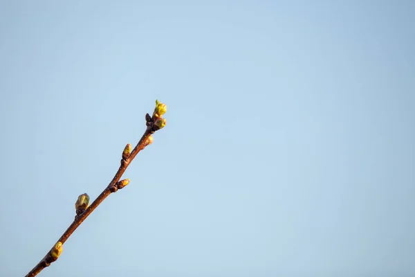 Ramo com botões inchados em um fundo azul do céu. conceitos de primavera. Primavera natureza tema — Fotografia de Stock