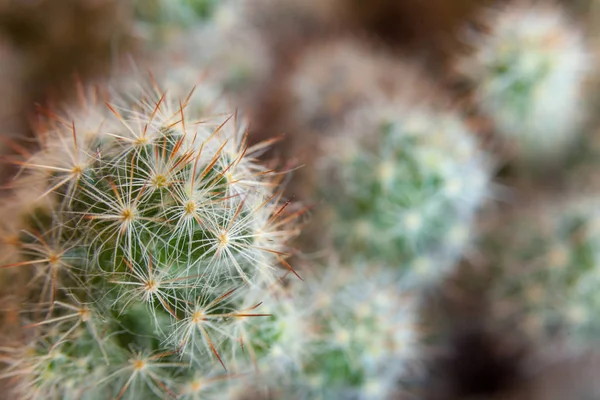 Muchos pequeños cactus globulares verdes de cerca —  Fotos de Stock