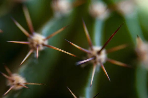 Stekelig cactus, close-up. — Stockfoto