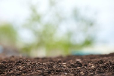 İlkbahar doğal toprak arka planında bitkiler güzel bokeh ile ekilir. Tohum ekmek için toprağı hazırlıyorum. Yeni bir hayatın başlangıcı. Büyüme kavramı. Arka plan bulanıklığı. Boşluğu kopyala.