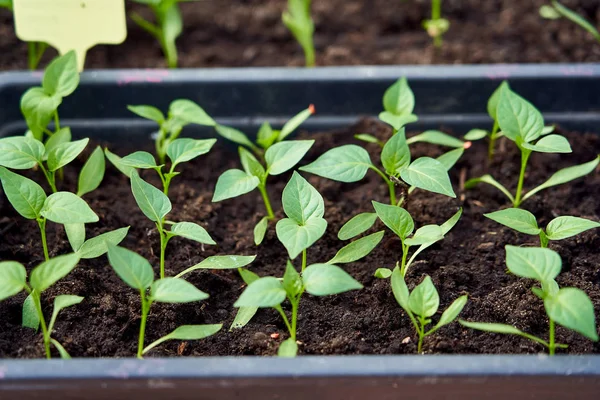 Springtime Seedling Pepper Peat Soil Background Window Sprouts Pepper Paprika — Stock Photo, Image